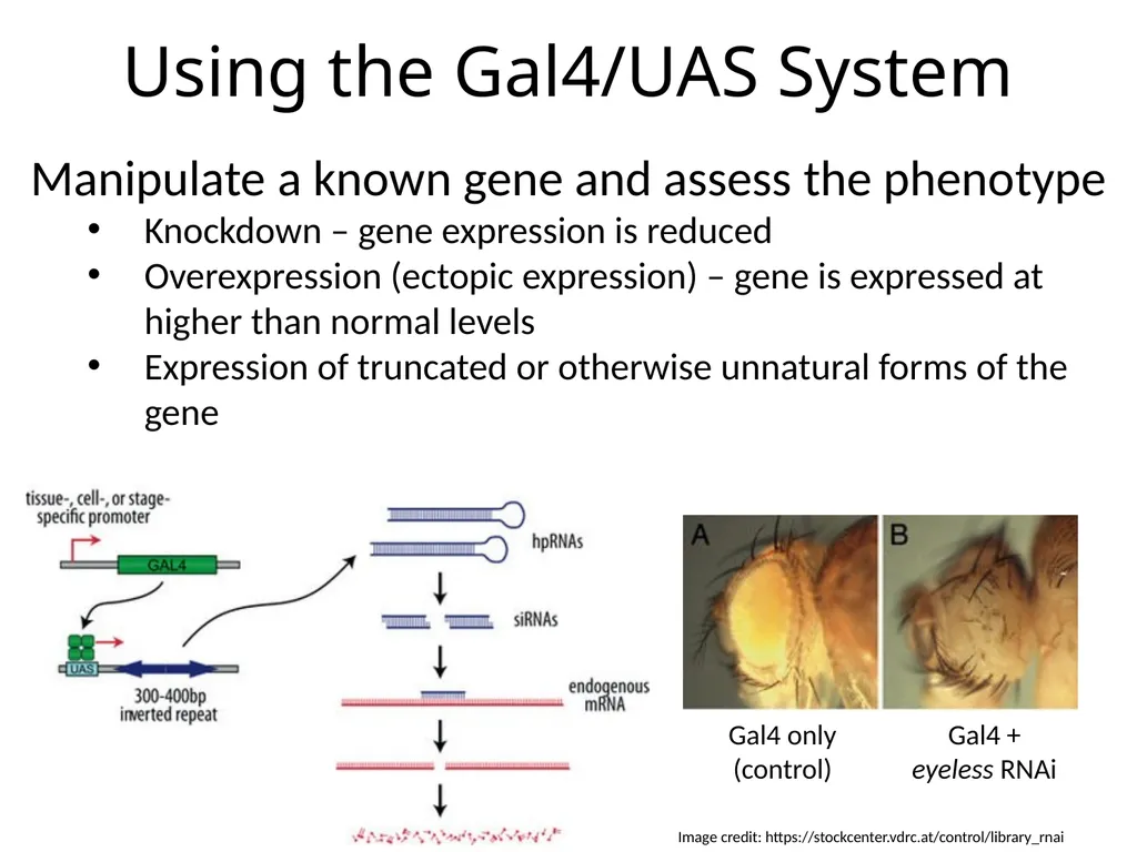 Introduction to Bipartite Expression Systems Nice - slide 7 of 10