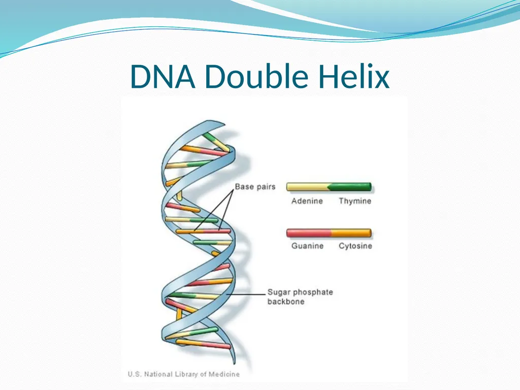 Computational Biology Prepared By: Syed - slide 7 of 21