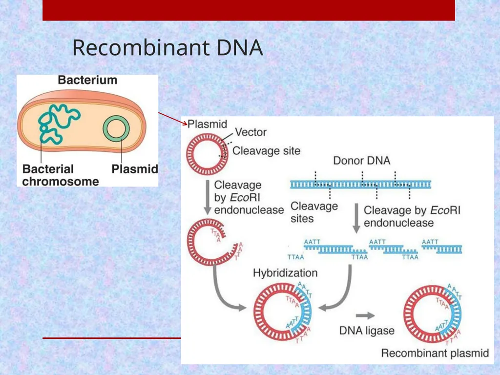 Pharmaceutical Biotechnology Introduction Dr. - slide 16 of 23