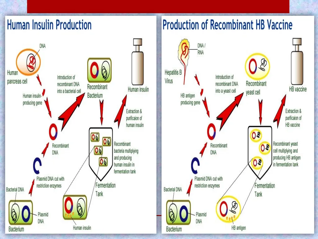 Pharmaceutical Biotechnology Introduction Dr. - slide 17 of 23
