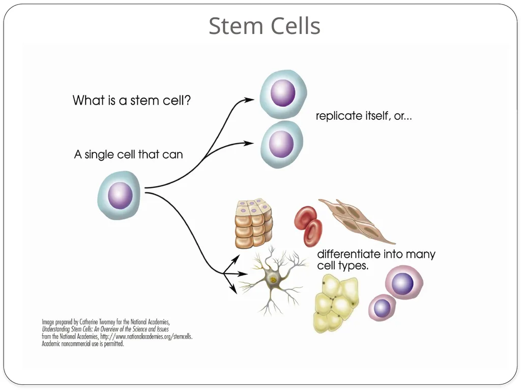 SC.912.L.16.10 Evaluate the impact of - slide 13 of 21