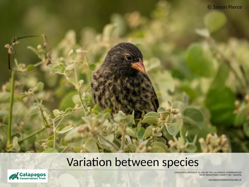 A RESOURCE BROUGHT TO YOU BY THE GALAPAGOS - slide 1 of 12
