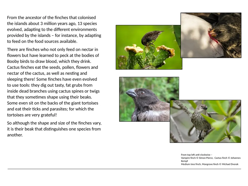 A RESOURCE BROUGHT TO YOU BY THE GALAPAGOS - slide 3 of 12