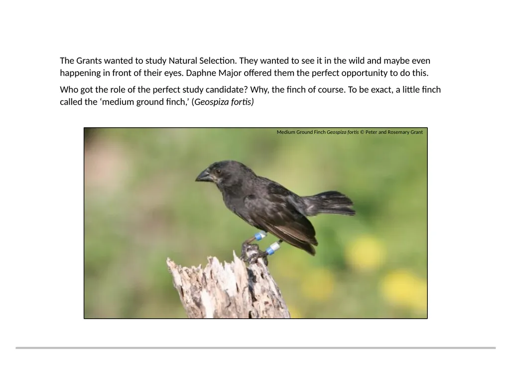 A RESOURCE BROUGHT TO YOU BY THE GALAPAGOS - slide 6 of 12