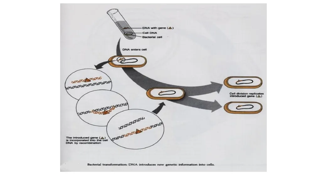Dr. Abhishek Thakur (Assistant Professor) College - slide 10 of 19