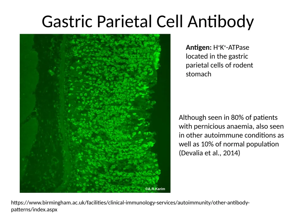 A quick guide to Immunology testing in Pernicious - slide 5 of 9