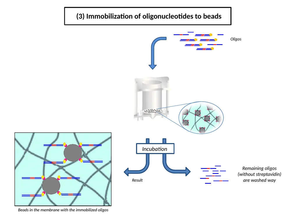 ESF/EuroCleftNet Project Overview on Oligo - slide 5 of 19