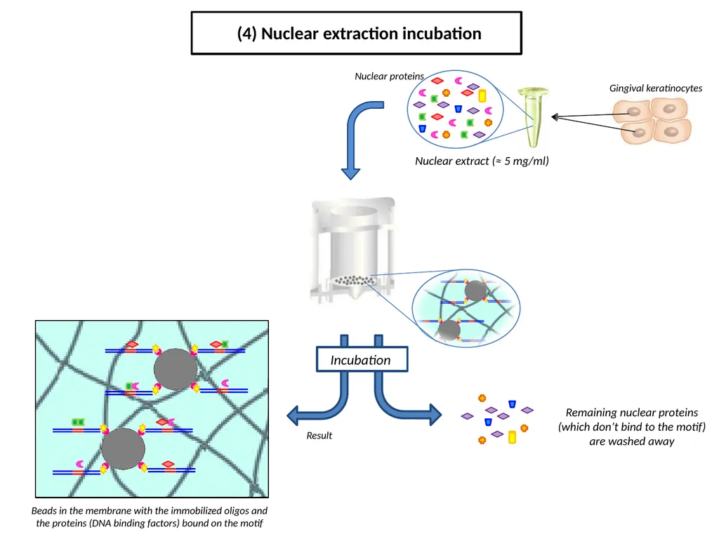 ESF/EuroCleftNet Project Overview on Oligo - slide 6 of 19