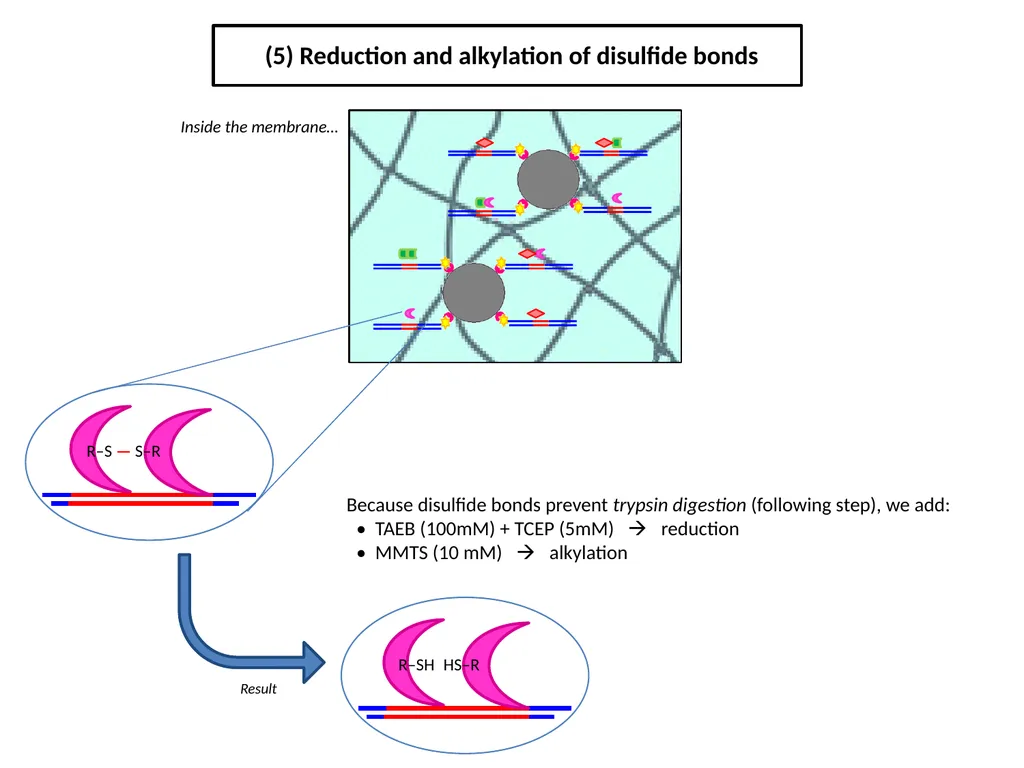 ESF/EuroCleftNet Project Overview on Oligo - slide 7 of 19