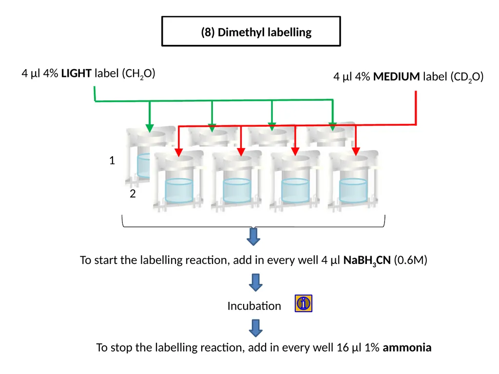 ESF/EuroCleftNet Project Overview on Oligo - slide 11 of 19