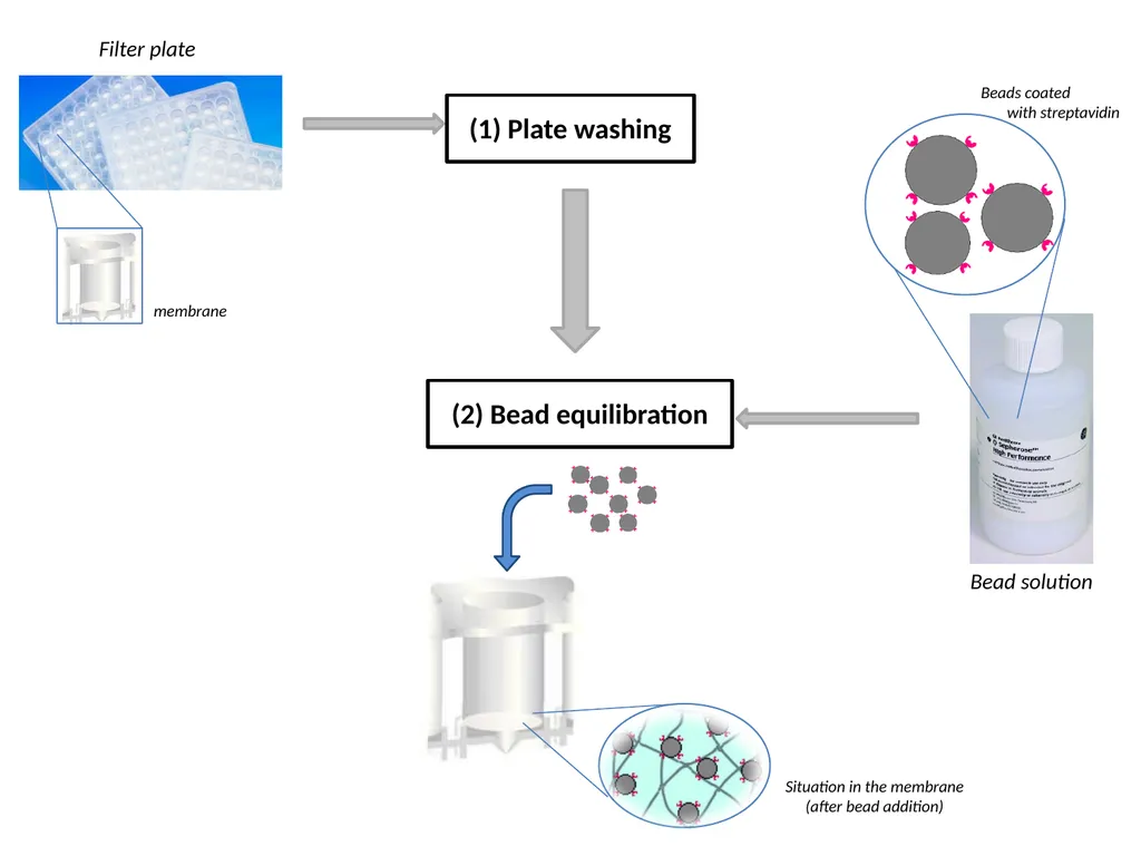 ESF/EuroCleftNet Project Overview on Oligo - slide 4 of 19