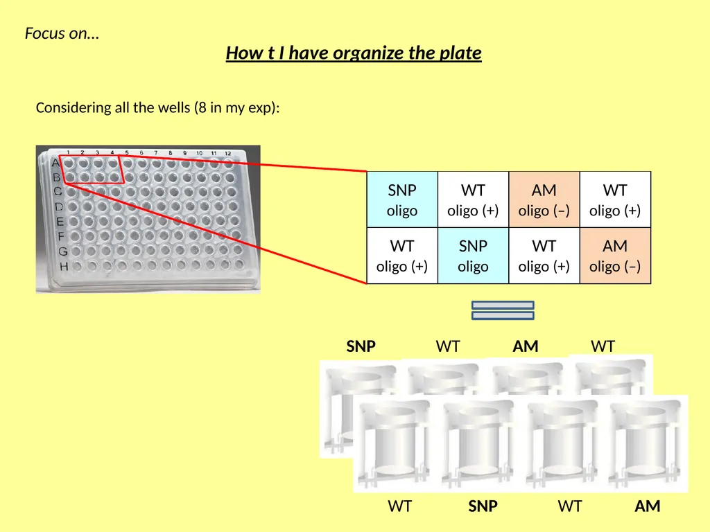 ESF/EuroCleftNet Project Overview on Oligo - slide 10 of 19