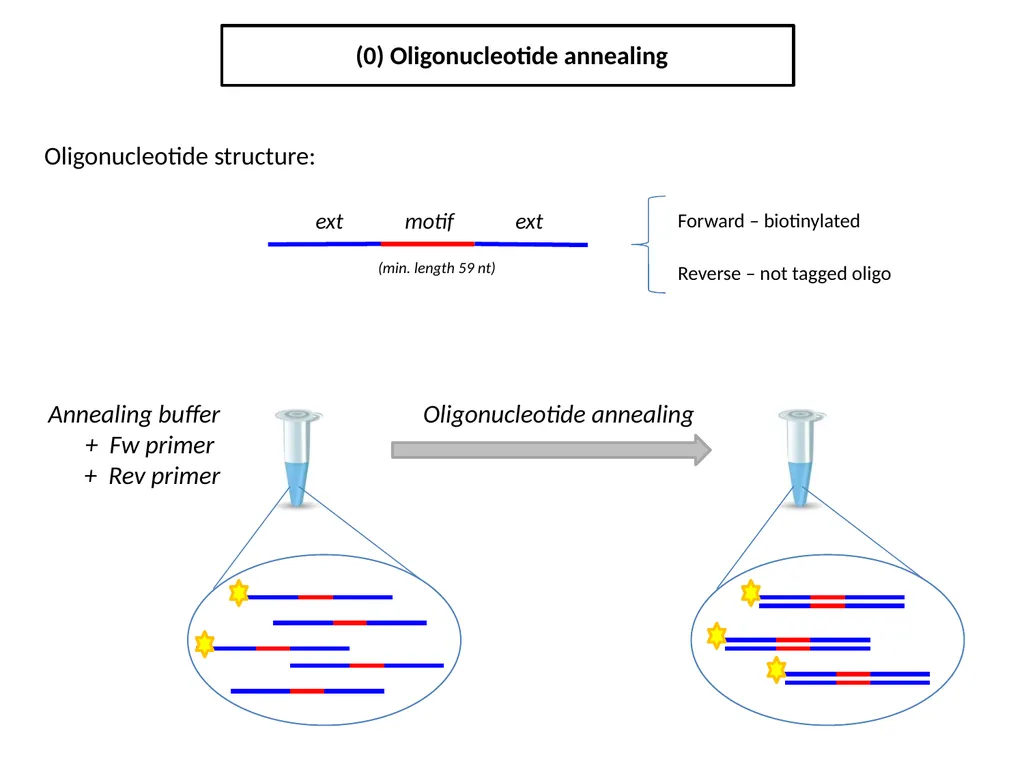 ESF/EuroCleftNet Project Overview on Oligo - slide 3 of 19