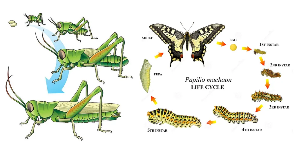 Topic: Introduction and History of Entomology II - slide 10 of 10