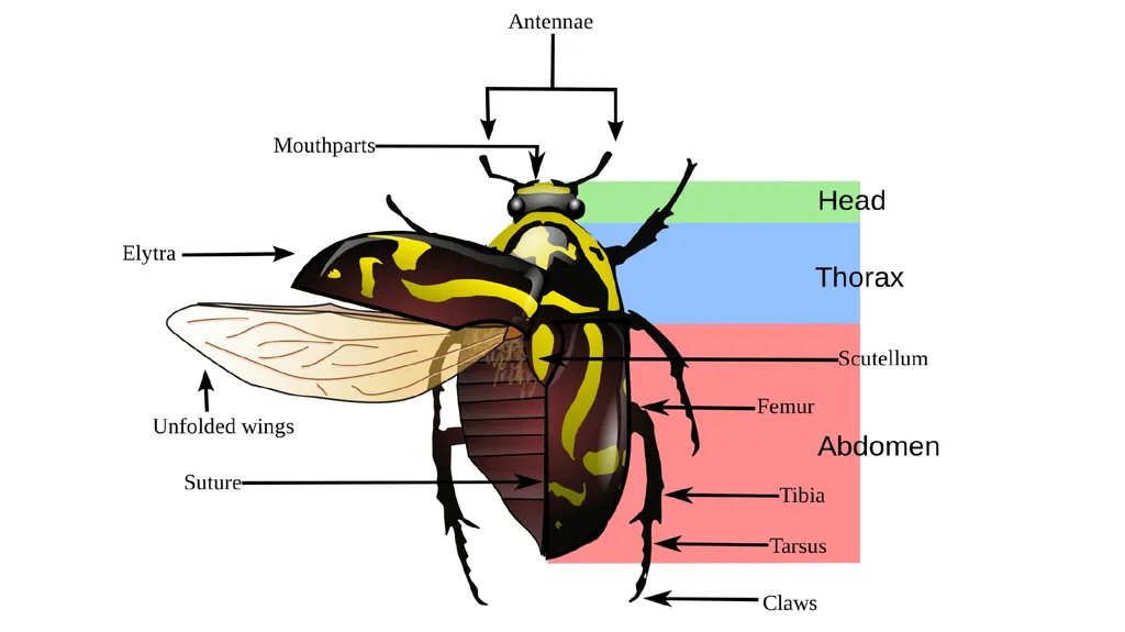 Topic: Introduction and History of Entomology II - slide 8 of 10