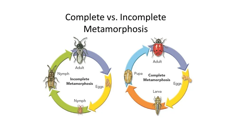 Topic: Introduction and History of Entomology II - slide 9 of 10