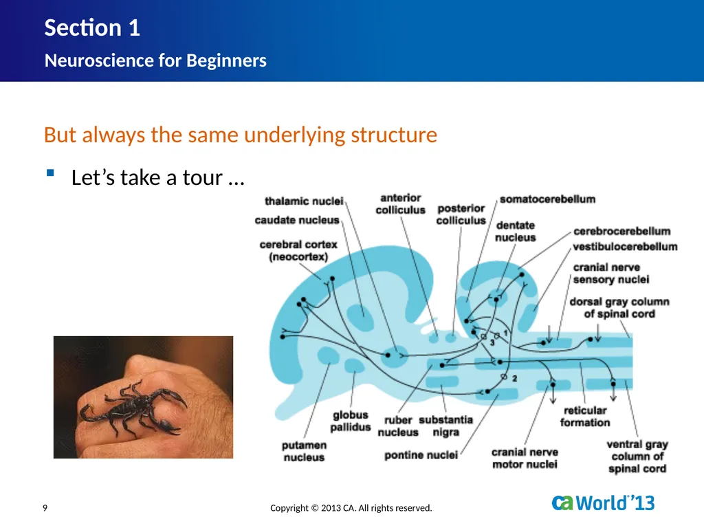 Artificial Consciousness: A CA IDMS™ Database - slide 9 of 36