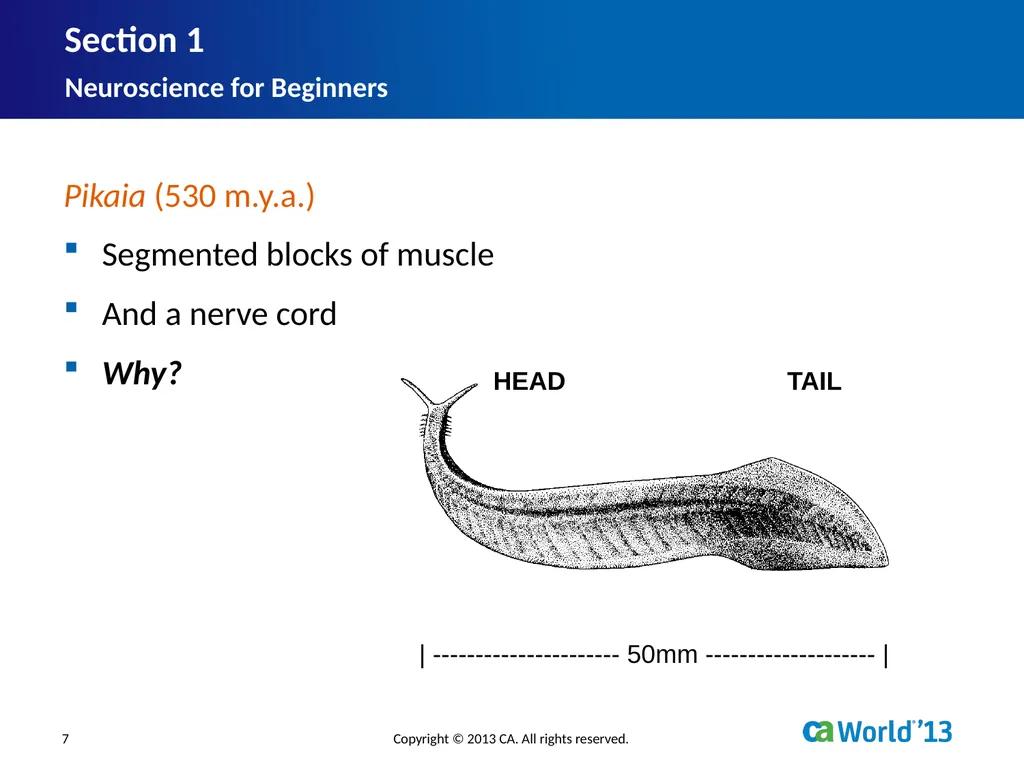 Artificial Consciousness: A CA IDMS™ Database - slide 7 of 36