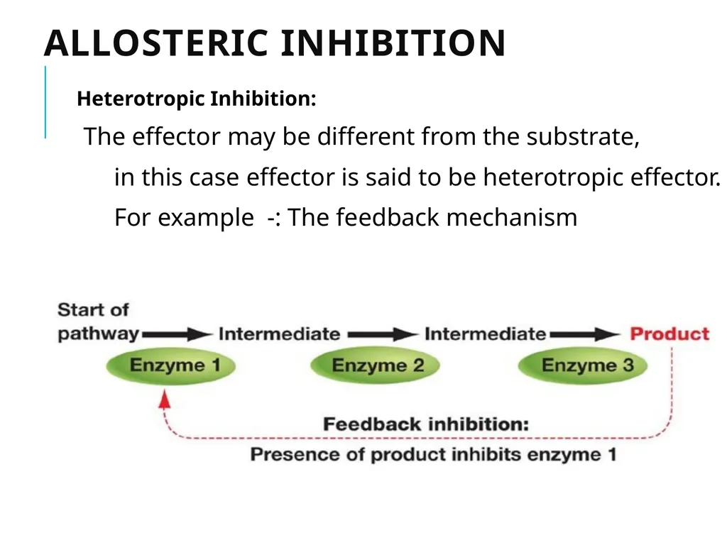 ALLOSTERIC ENZYMES REGULATION By- Shubhani singh - slide 12 of 16