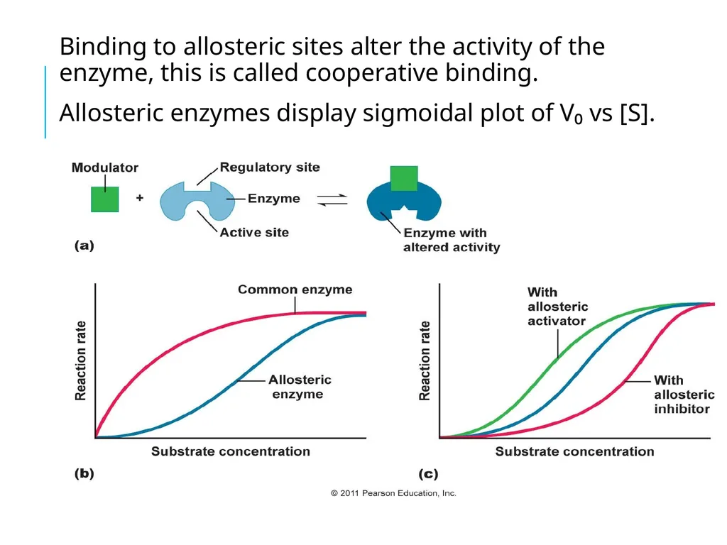 ALLOSTERIC ENZYMES REGULATION By- Shubhani singh - slide 6 of 16