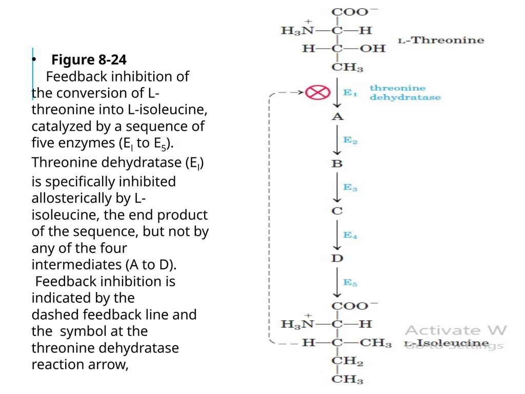 ALLOSTERIC ENZYMES REGULATION By- Shubhani singh - slide 13 of 16