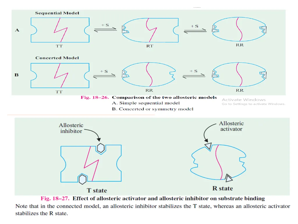 ALLOSTERIC ENZYMES REGULATION By- Shubhani singh - slide 11 of 16