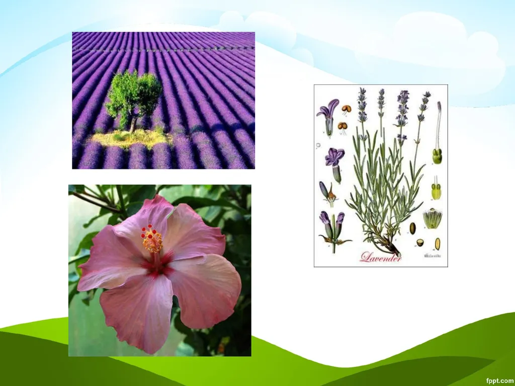 Click to edit Medicinal plants - slide 27 of 43