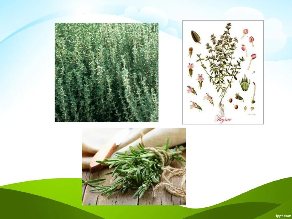 Click to edit Medicinal plants - slide 34 of 43