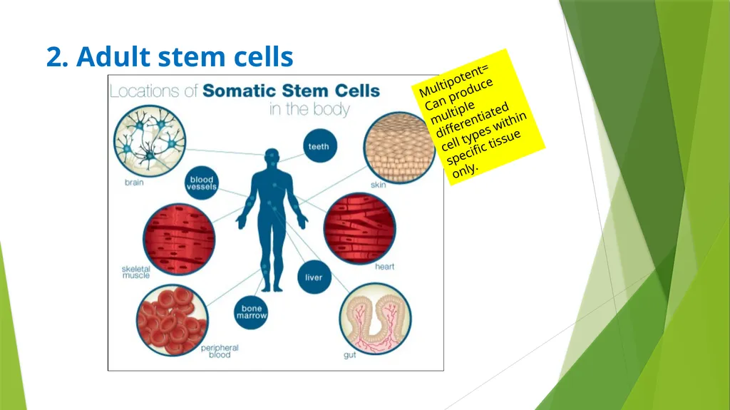 ASSET GRADE 12 LIFE SCIENCES REVISION 2020 - slide 9 of 17