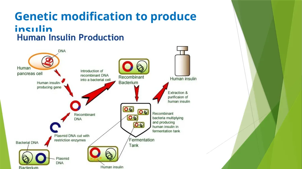 ASSET GRADE 12 LIFE SCIENCES REVISION 2020 - slide 13 of 17