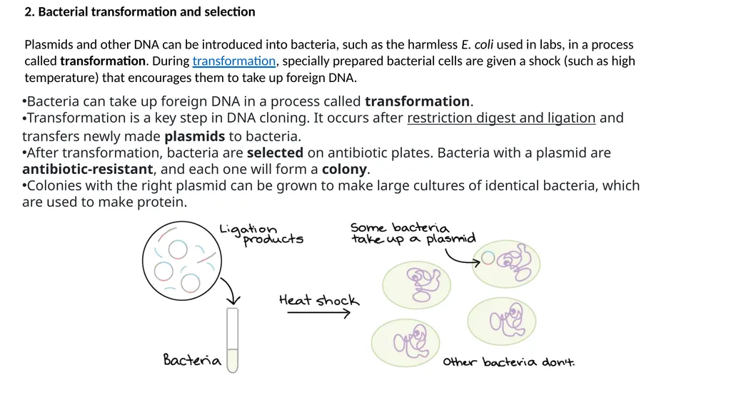 Genetics Engineering Lecture-1 Introduction to - slide 11 of 16