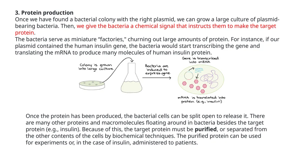 Genetics Engineering Lecture-1 Introduction to - slide 15 of 16