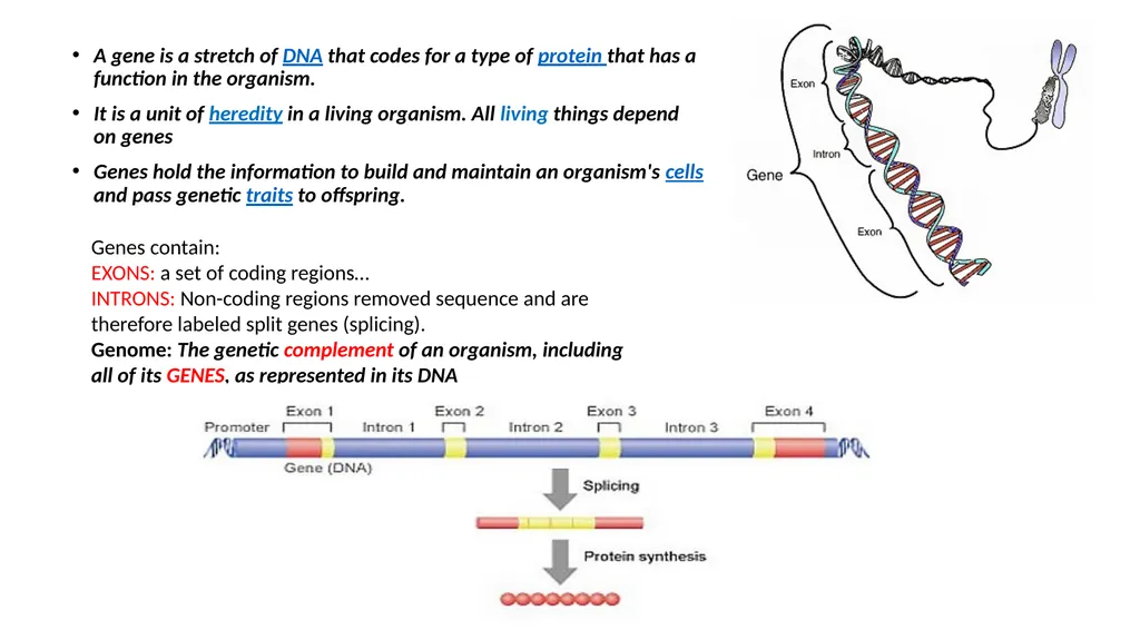 Genetics Engineering Lecture-1 Introduction to - slide 3 of 16
