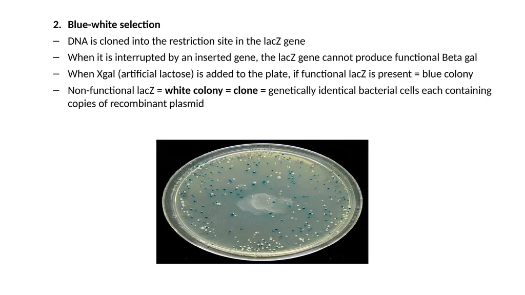 Genetics Engineering Lecture-1 Introduction to - slide 13 of 16