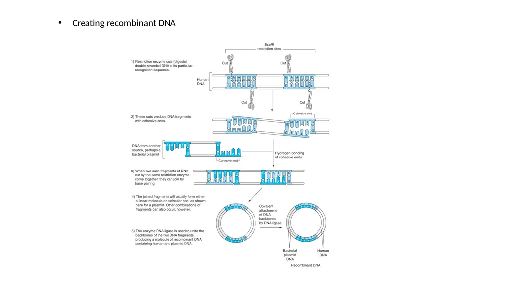 Genetics Engineering Lecture-1 Introduction to - slide 10 of 16