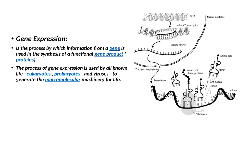 Genetics Engineering Lecture-1 Introduction to - slide 4 of 16