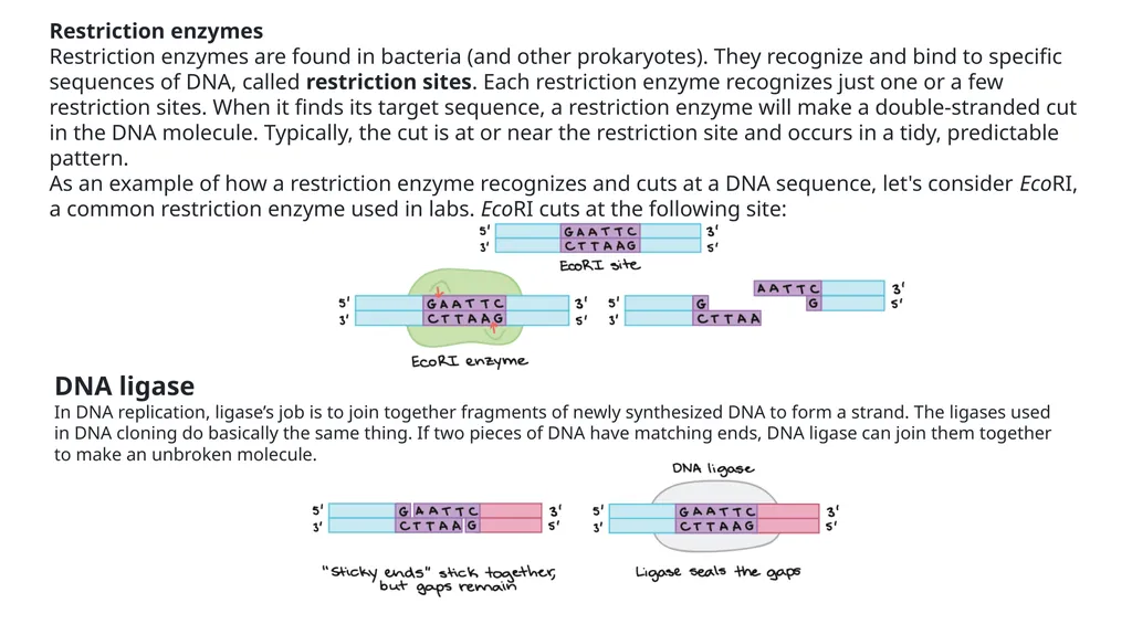 Genetics Engineering Lecture-1 Introduction to - slide 9 of 16