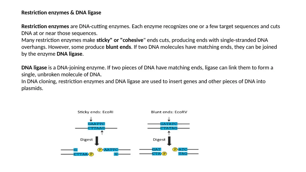 Genetics Engineering Lecture-1 Introduction to - slide 8 of 16