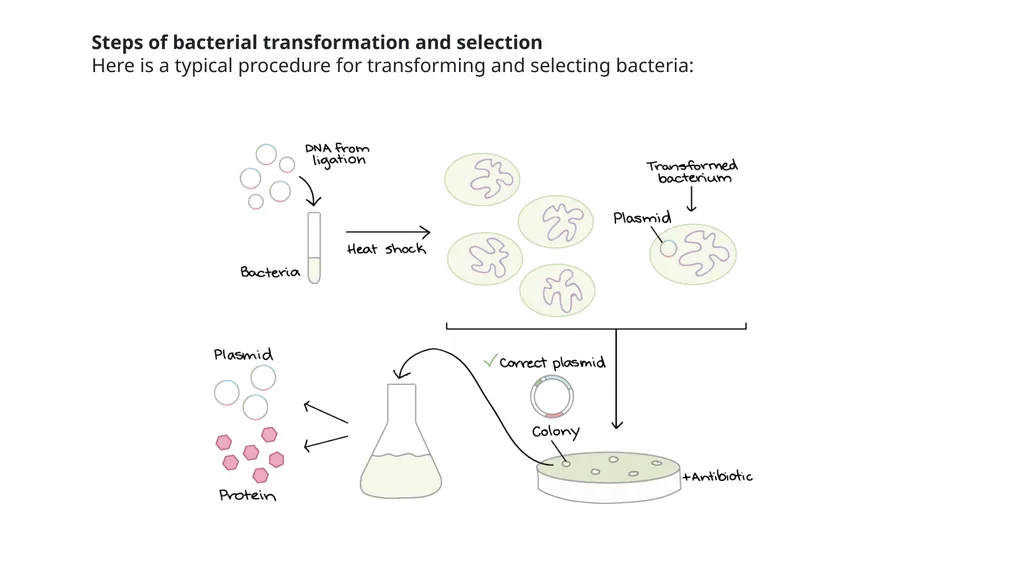 Genetics Engineering Lecture-1 Introduction to - slide 14 of 16