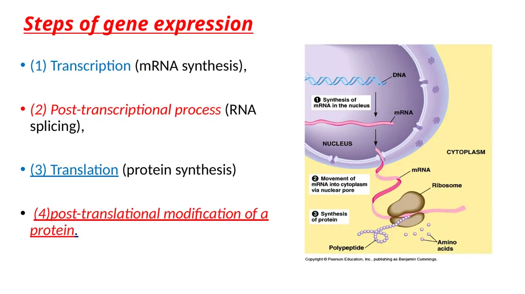 Genetics Engineering Lecture-1 Introduction to - slide 5 of 16