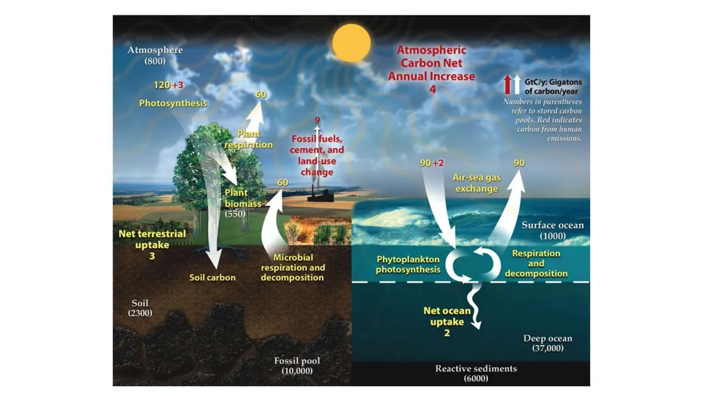 The Carbon Cycle and Ocean Acidification The - slide 2 of 9
