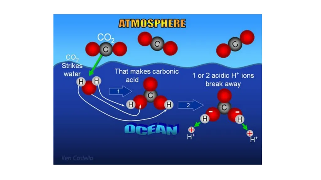 The Carbon Cycle and Ocean Acidification The - slide 3 of 9