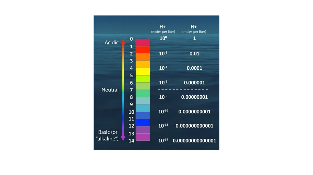 The Carbon Cycle and Ocean Acidification The - slide 5 of 9
