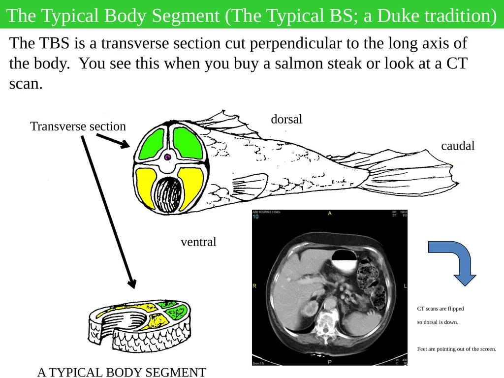 Hi Everyone, I will often provide pre-lecture - slide 3 of 6