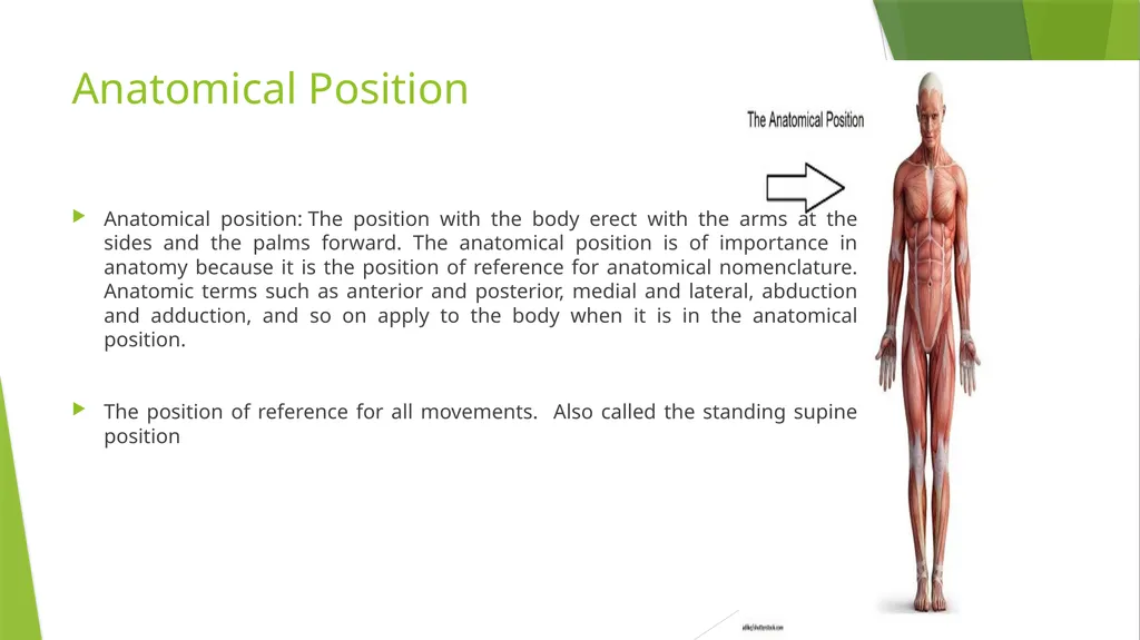 Axis and Plane Dr. Subhas Chandra Nandi Anatomical - slide 2 of 15