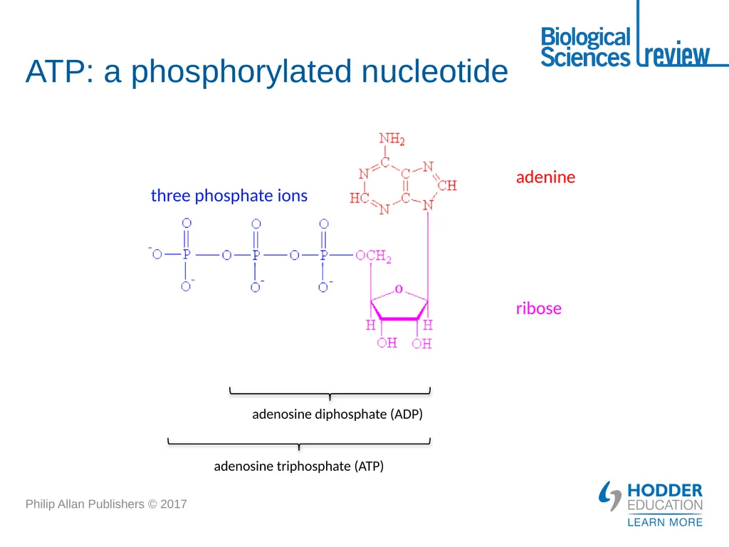 ATP What is it? Why is it important? How is - slide 3 of 21