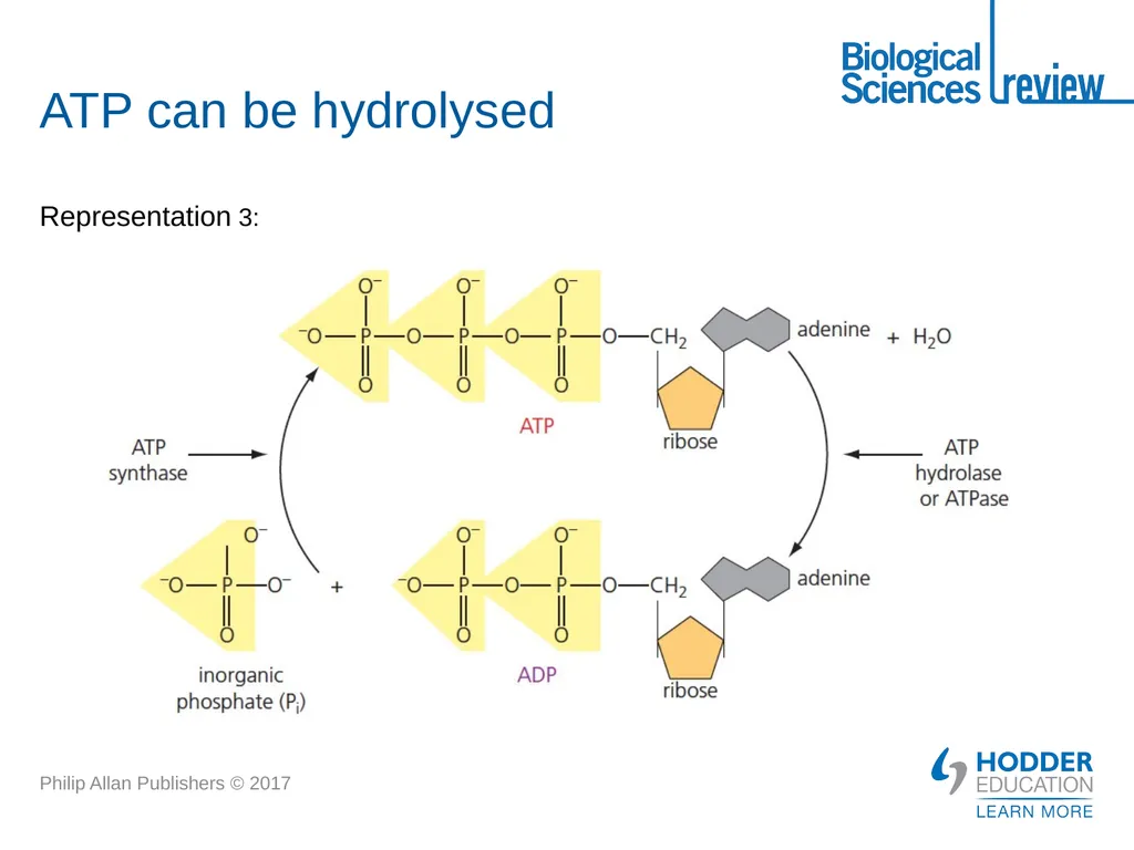 ATP What is it? Why is it important? How is - slide 6 of 21