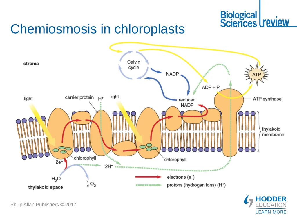 ATP What is it? Why is it important? How is - slide 20 of 21