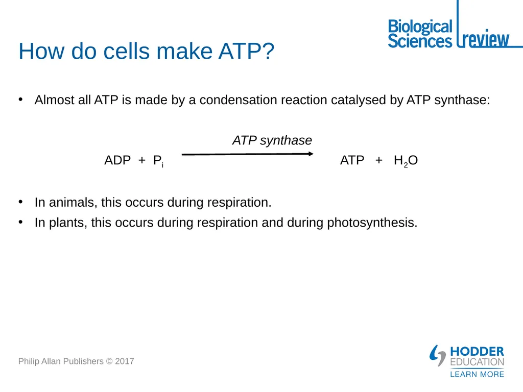 ATP What is it? Why is it important? How is - slide 8 of 21
