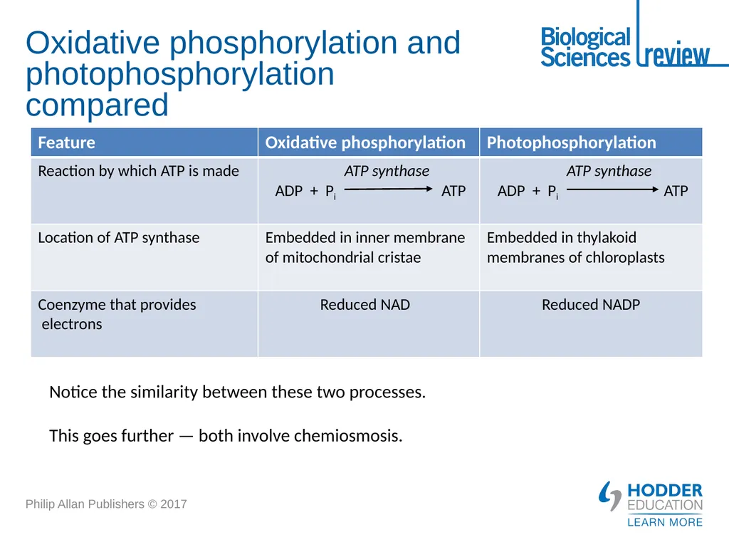 ATP What is it? Why is it important? How is - slide 17 of 21